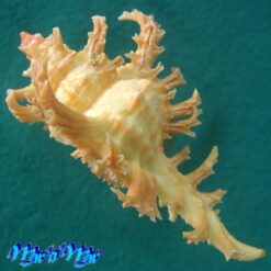 Alternative view of Chicoreus spectrum (Reeve, 1846)