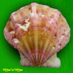 Flexopecten glaber (Dillwin, 1818)