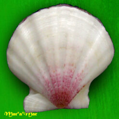 Alternative view of Flexopecten glaber (Dillwin, 1818)