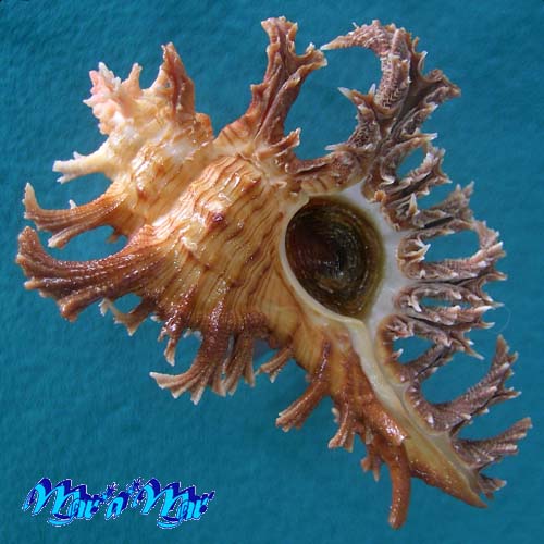 Chicoreus spectrum (Reeve, 1846)