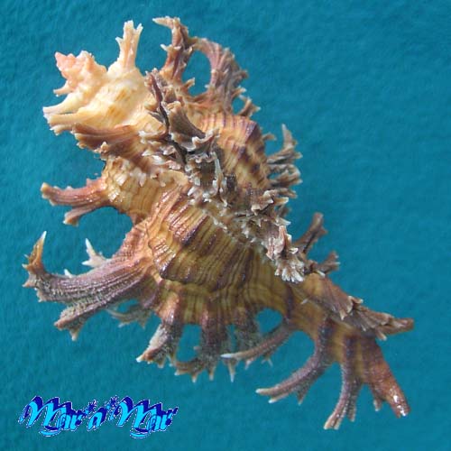 Chicoreus spectrum (Reeve, 1846) - Imagem 4