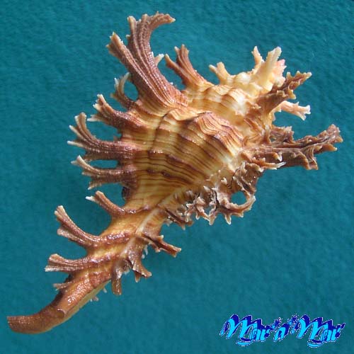 Chicoreus spectrum (Reeve, 1846) - Imagem 2