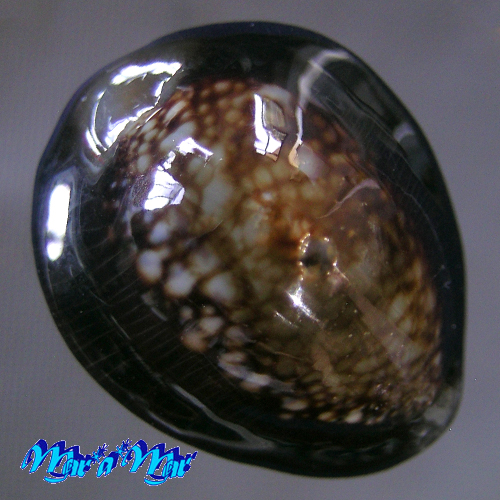 Monetaria caputophidii (F.A.Schilder, 1927)