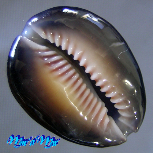 Monetaria caputophidii (F.A.Schilder, 1927) - Imagem 4