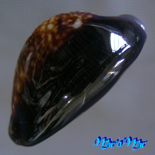 Monetaria caputophidii (F.A.Schilder, 1927) - Imagem 3