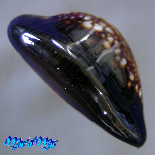 Monetaria caputophidii (F.A.Schilder, 1927) - Imagem 2