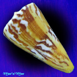 Alternative view of Conus riosi Petuch, 1986