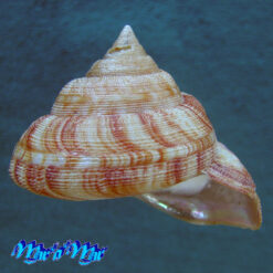 Perotrochus atlanticus Rios & Matthews, 1968