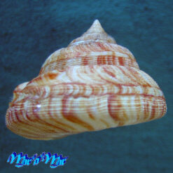 Alternative view of Perotrochus atlanticus Rios & Matthews, 1968