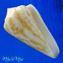 Conus lemniscatus Reeve, 1849