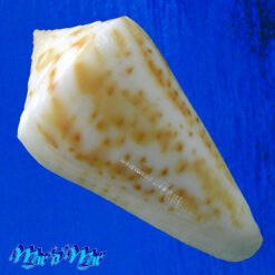 Alternative view of Conus lemniscatus Reeve, 1849