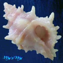 Attiliosa perplexa E.Vokes, 1999