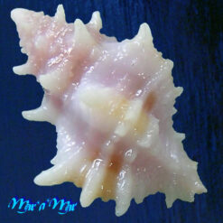 Alternative view of Attiliosa perplexa E.Vokes, 1999