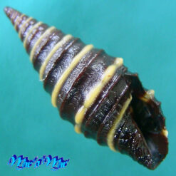 Zonulispira zonulata (Reeve, 1843)