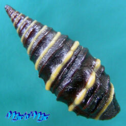 Alternative view of Zonulispira zonulata (Reeve, 1843)