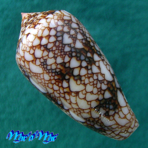 Conus canonicus Hwass, 1792 - Imagem 2