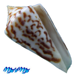 Conus clerii Reeve, 1844