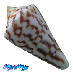 Alternative view of Conus clerii Reeve, 1844