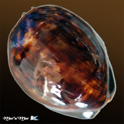 Mauritia mauritiana (Linnaeus C., 1758)