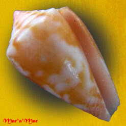 Conus mauricioi Coltro, 2004