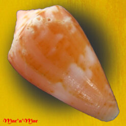 Alternative view of Conus mauricioi Coltro, 2004