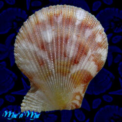 Alternative view of Chlamys benedictii (Verril & Bush, 1897)