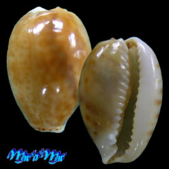 Cypraea acicularis marcuscoltroi (Petuch, 2015)