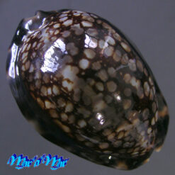 Cypraea (Mauritia) maculifera F. A. Schilder, 1932