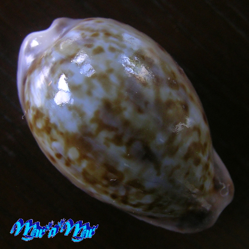 Cypraea (Zonaria) gambiensis Shaw, H.O.N., 1909