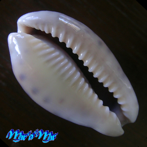 Cypraea (Zonaria) gambiensis Shaw, H.O.N., 1909 - Image 3