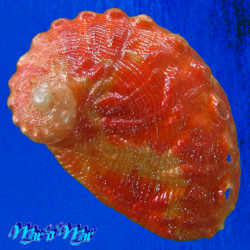 Haliotis aurantium Simone, 1998