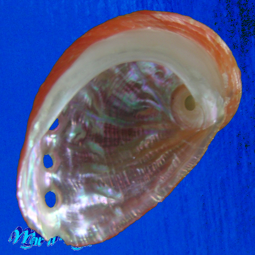 Haliotis aurantium Simone, 1998 - Imagem 2