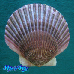 Argopecten purpuratus (Lamarck, 1819)