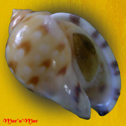 Semicassis labiata iheringi (Carcelles, 1953)