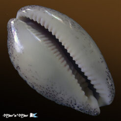 Alternative view of Cypraea (Luria) cinerea brasiliensis L. H., 1993