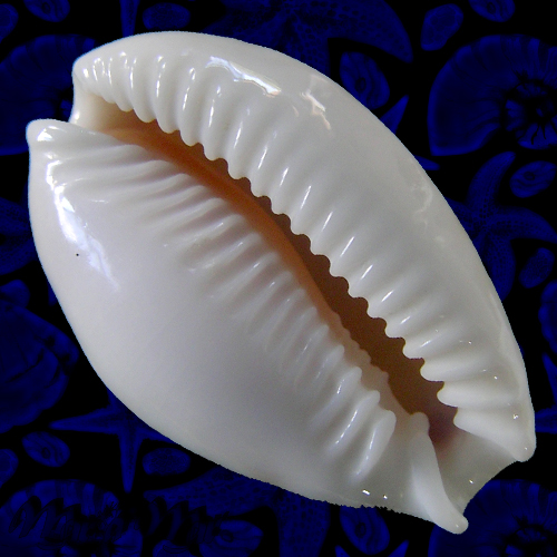 Cypraea acicularis marcuscoltroi (Petuch, 2015) - Image 2