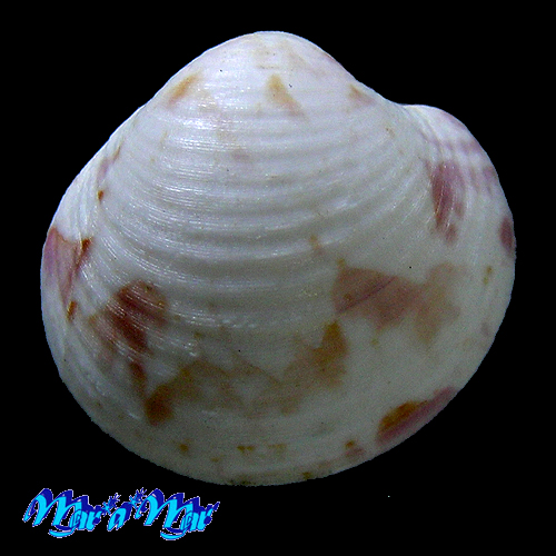 Globivenus foresti (Fischer-Piette & Testud, 1967)