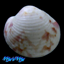 Alternative view of Globivenus foresti (Fischer-Piette & Testud, 1967)