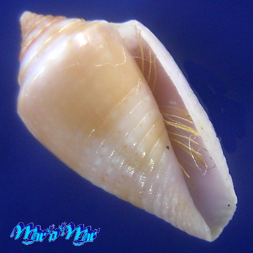 Conus (Jaspidiconus) icapui Petuch & Berschauer, 2018