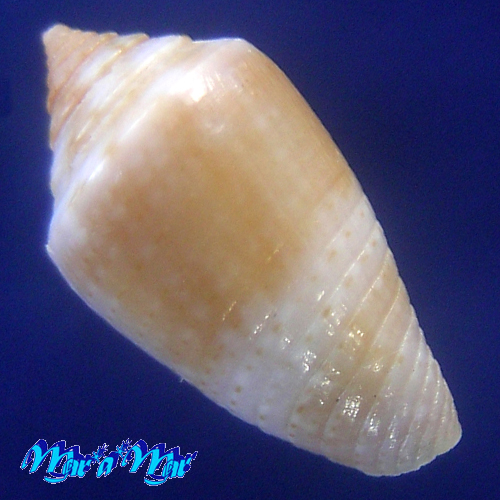 Conus (Jaspidiconus) icapui Petuch & Berschauer, 2018 - Imagem 2