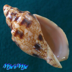 Odontocymbiola americana (Reeve, 1846)