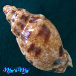 Alternative view of Odontocymbiola americana (Reeve, 1846)