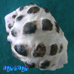 Alternative view of Drupa morum Röding, 1798