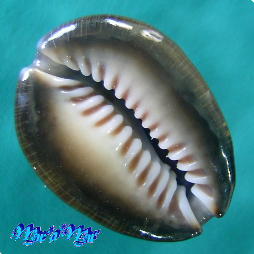 Monetaria caputophidii (F.A.Schilder, 1927) - Imagem 2