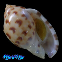 Semicassis labiata iheringi (Carcelles, 1953)