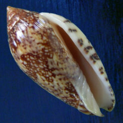 Plicoliva zelindae (Petuch, 1979) DARK PATTERN