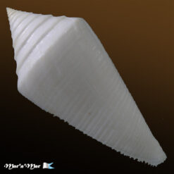 Alternative view of Conus coltrorum Petuch & Myers, 2014