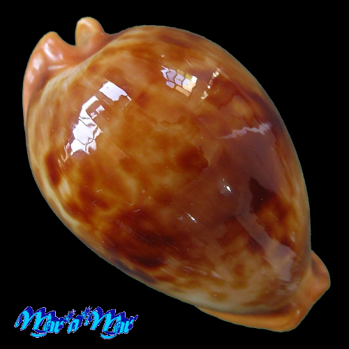Cypraea (Propustularia) surinamensis f. aubryana ( Perry, 1811)
