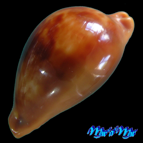 Cypraea (Propustularia) surinamensis f. aubryana ( Perry, 1811) - Imagem 2