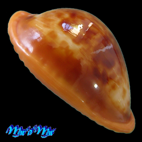 Cypraea (Propustularia) surinamensis f. aubryana ( Perry, 1811) - Imagem 3